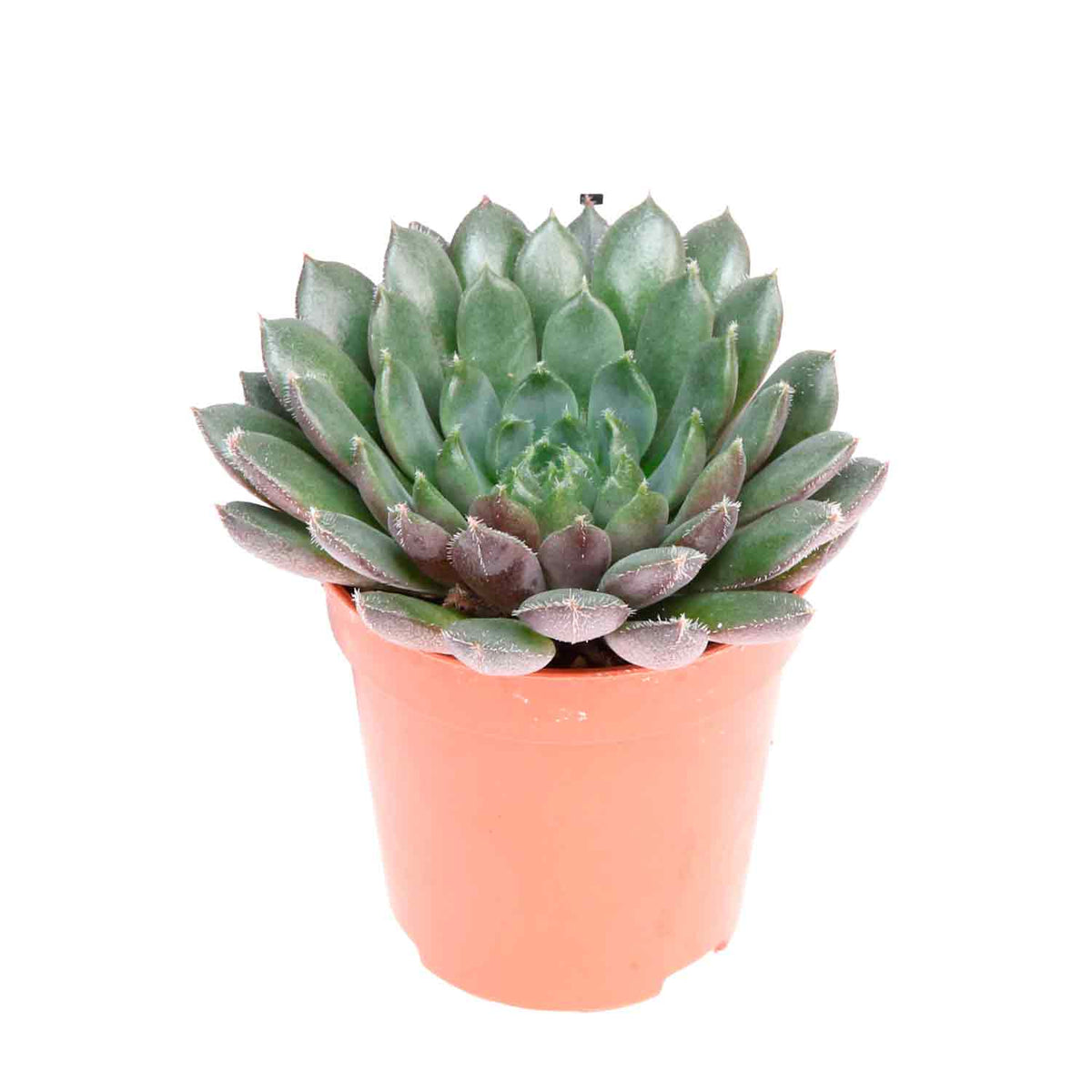 Echeveria Scorpio 5,5cm