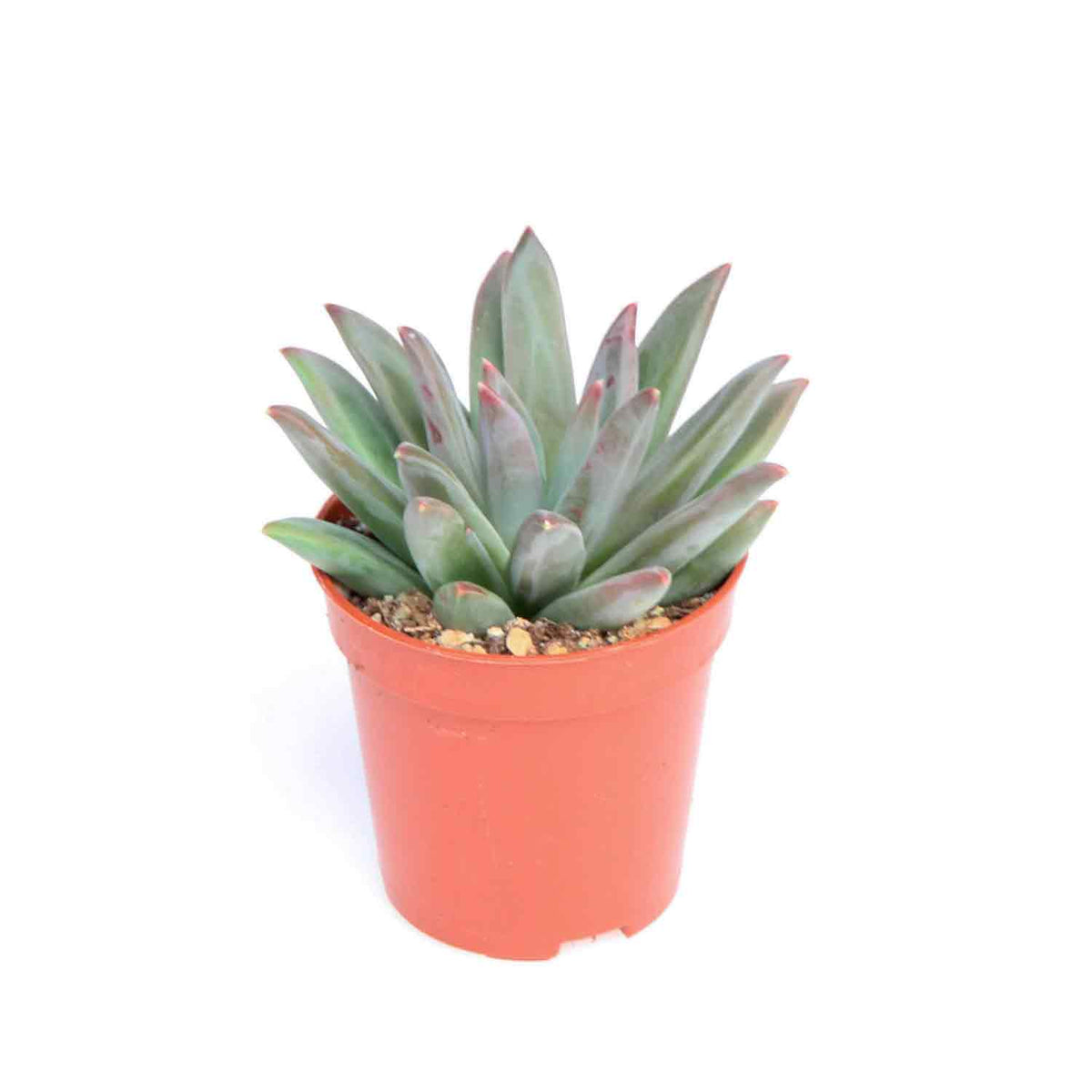 Echeveria x hookeri 5,5cm