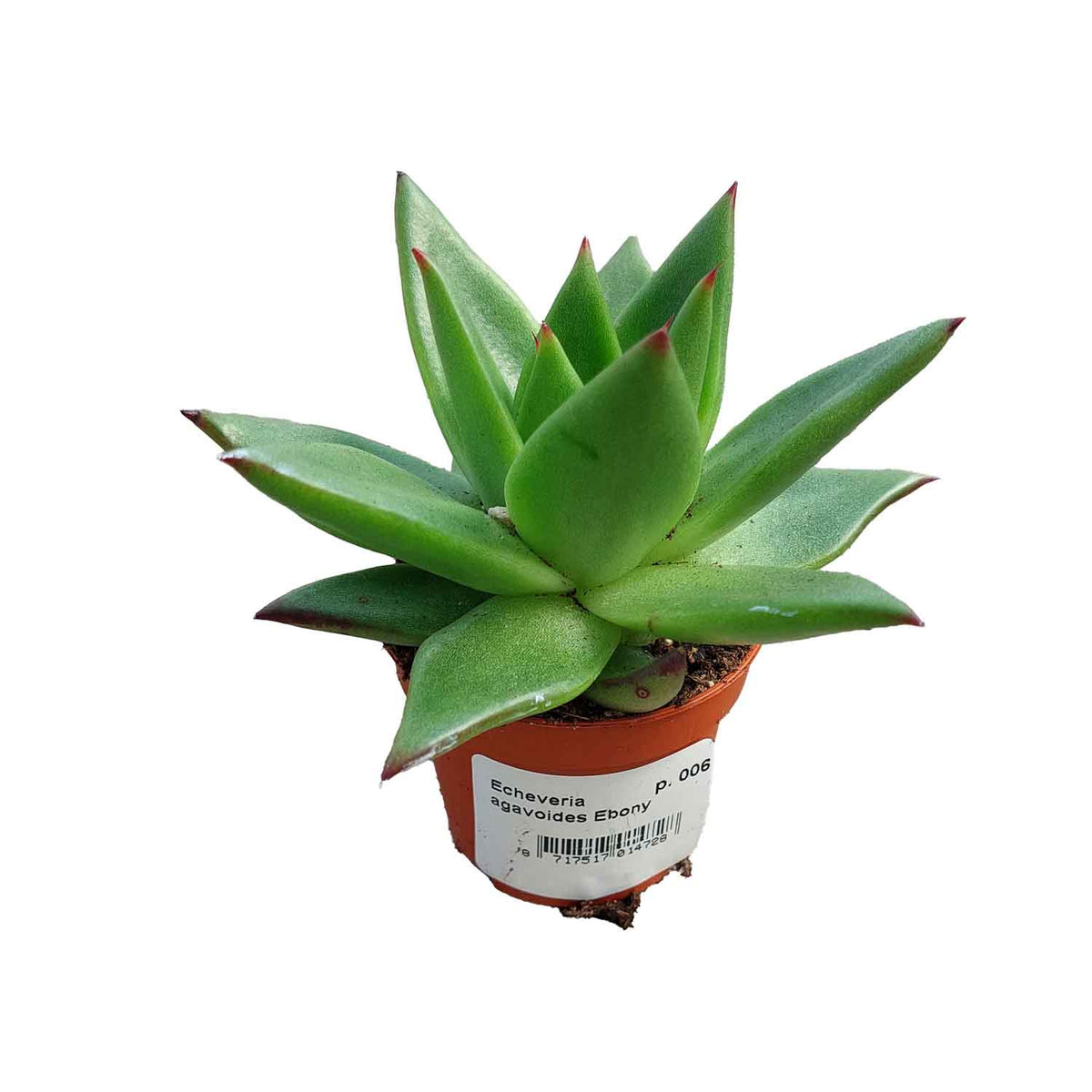 Echeveria agavoides 'Ebony' 6cm