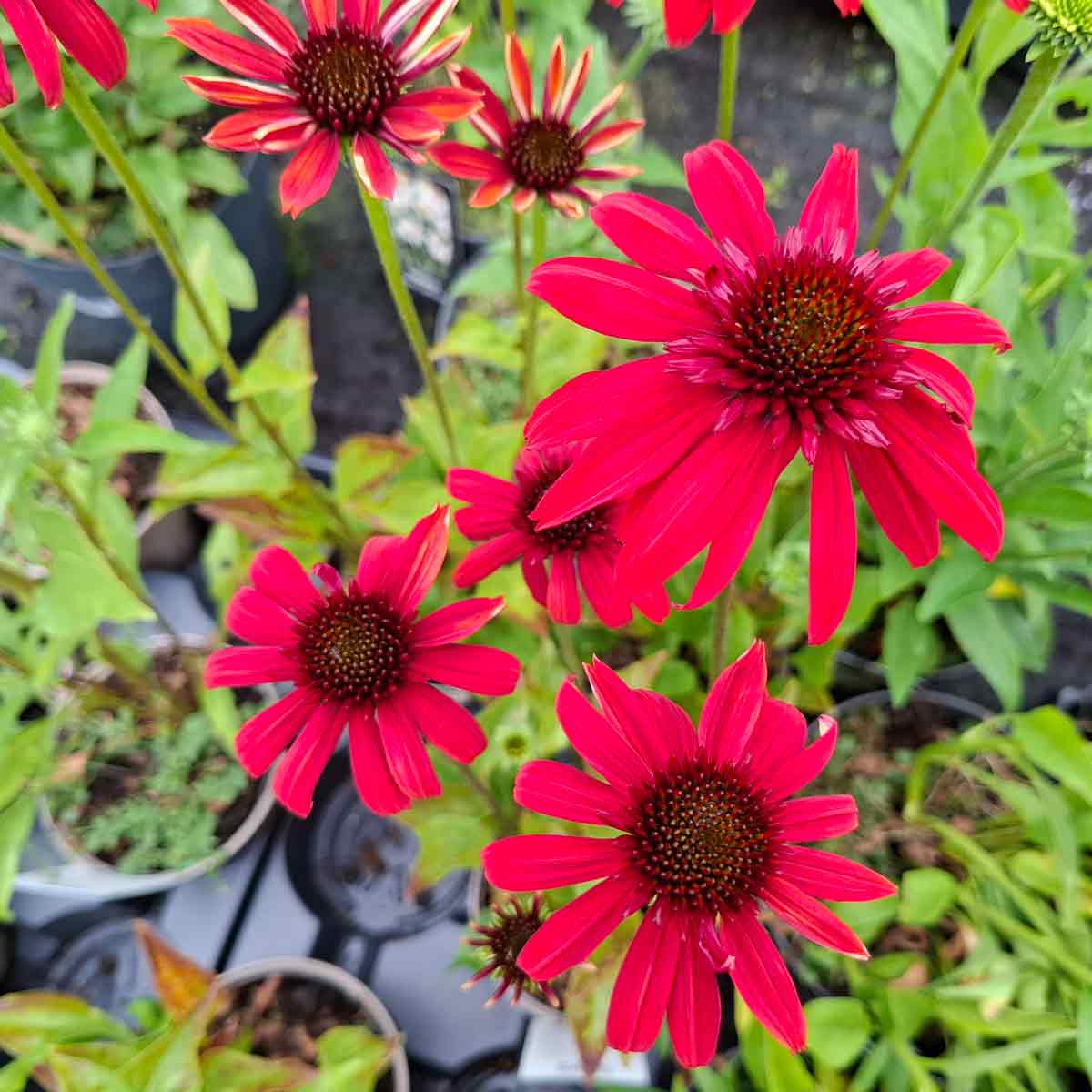 Echinacea pur. 'Eccentric'(R) 1L