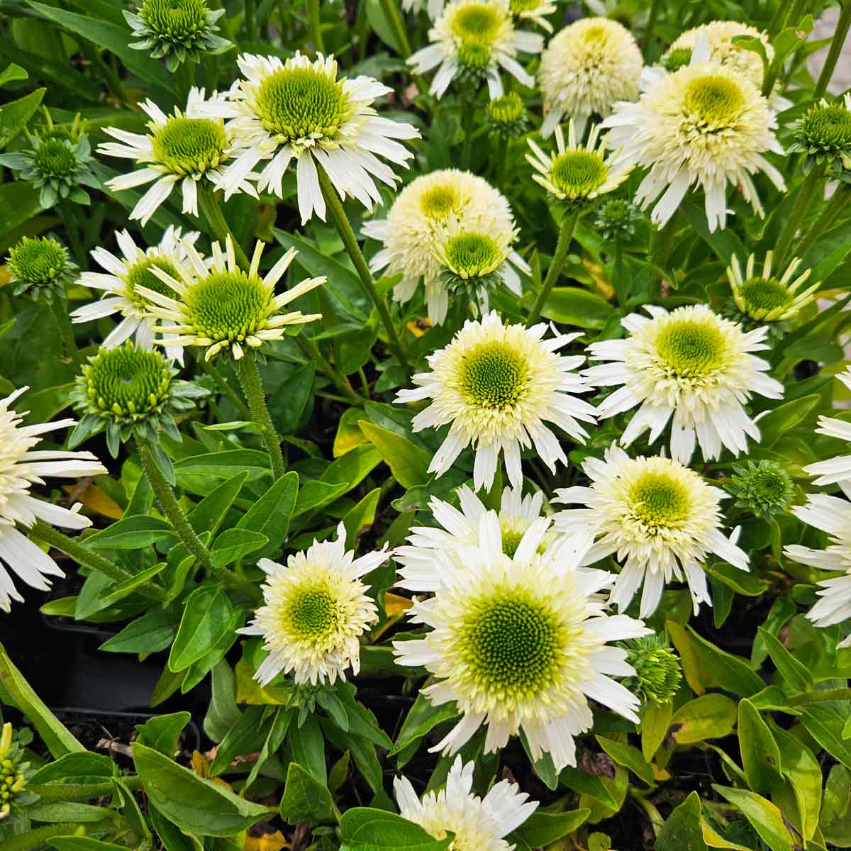 Echinacea Delicious Nougat P9