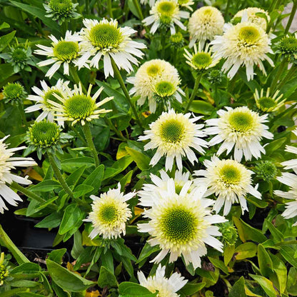 Echinacea Delicious Nougat P9