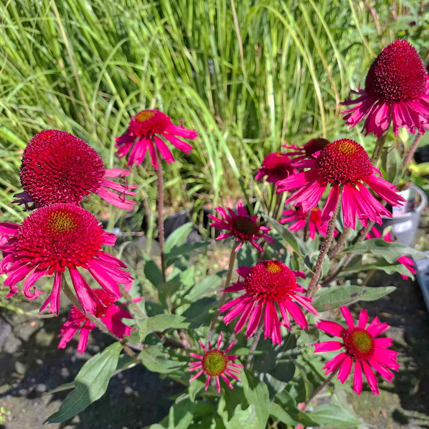 Echinacea Delicious Candy P9