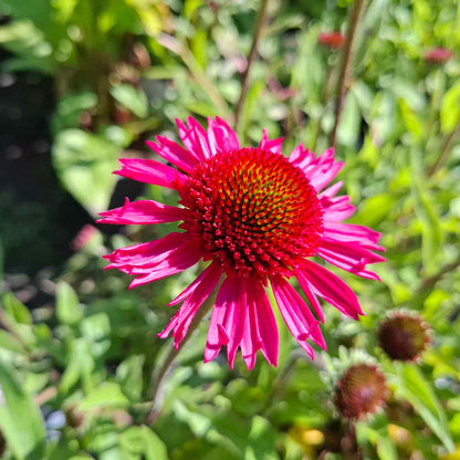 Echinacea Delicious Candy P9