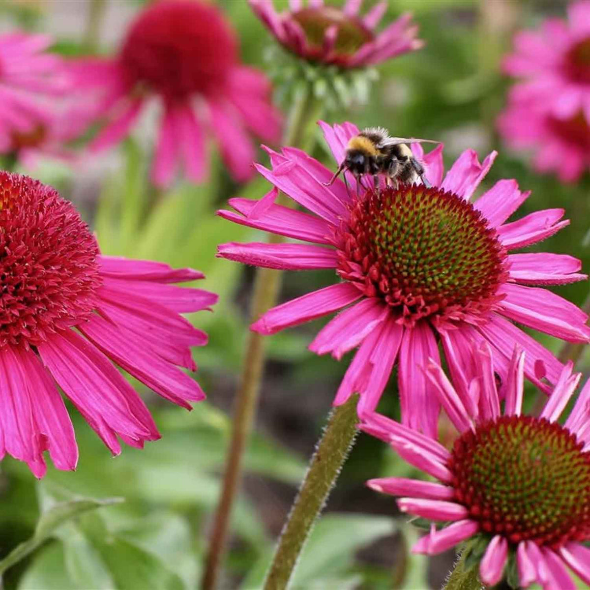 Echinacea pur. 'Delicious Candy' C3