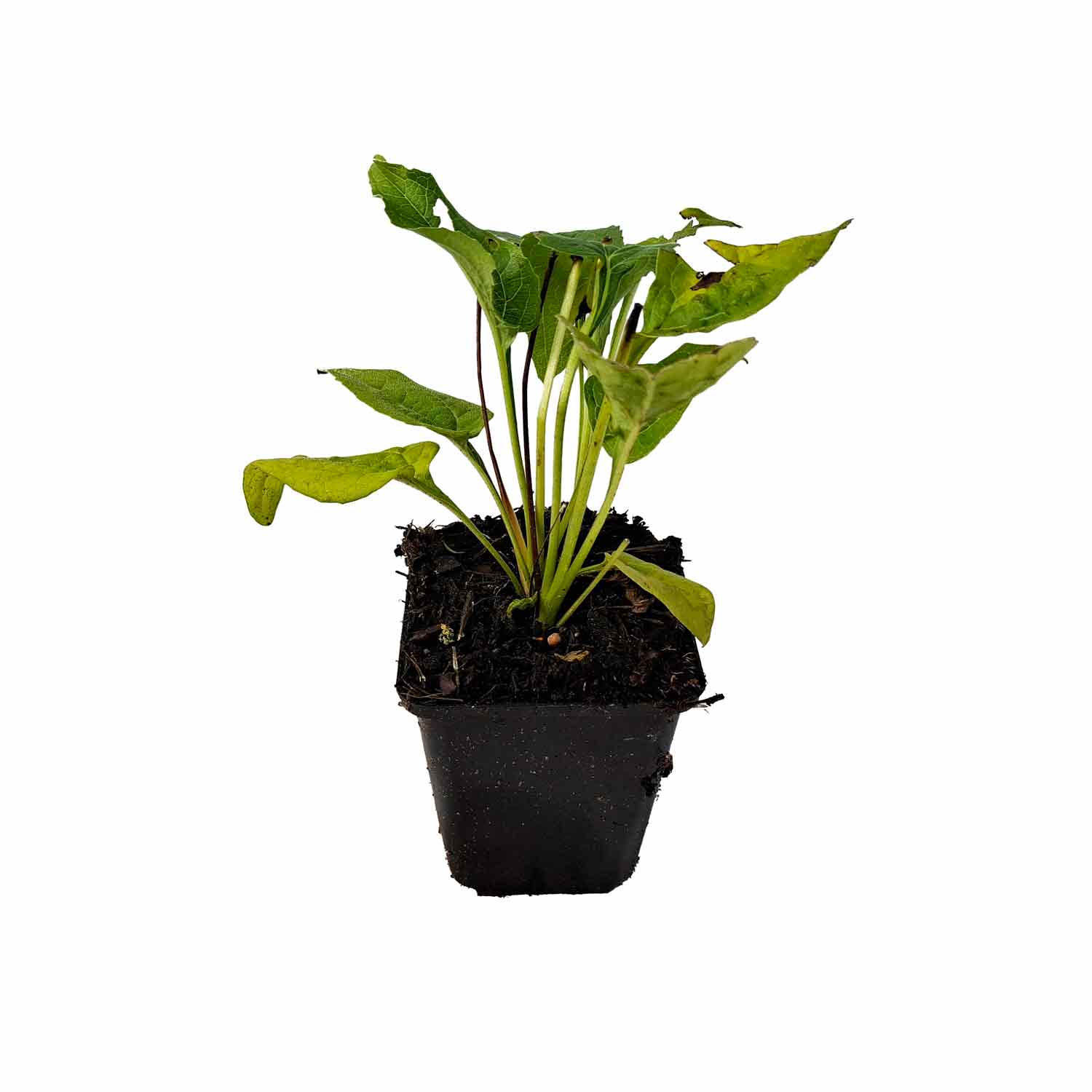 Echinacea p. 'Alba' P9