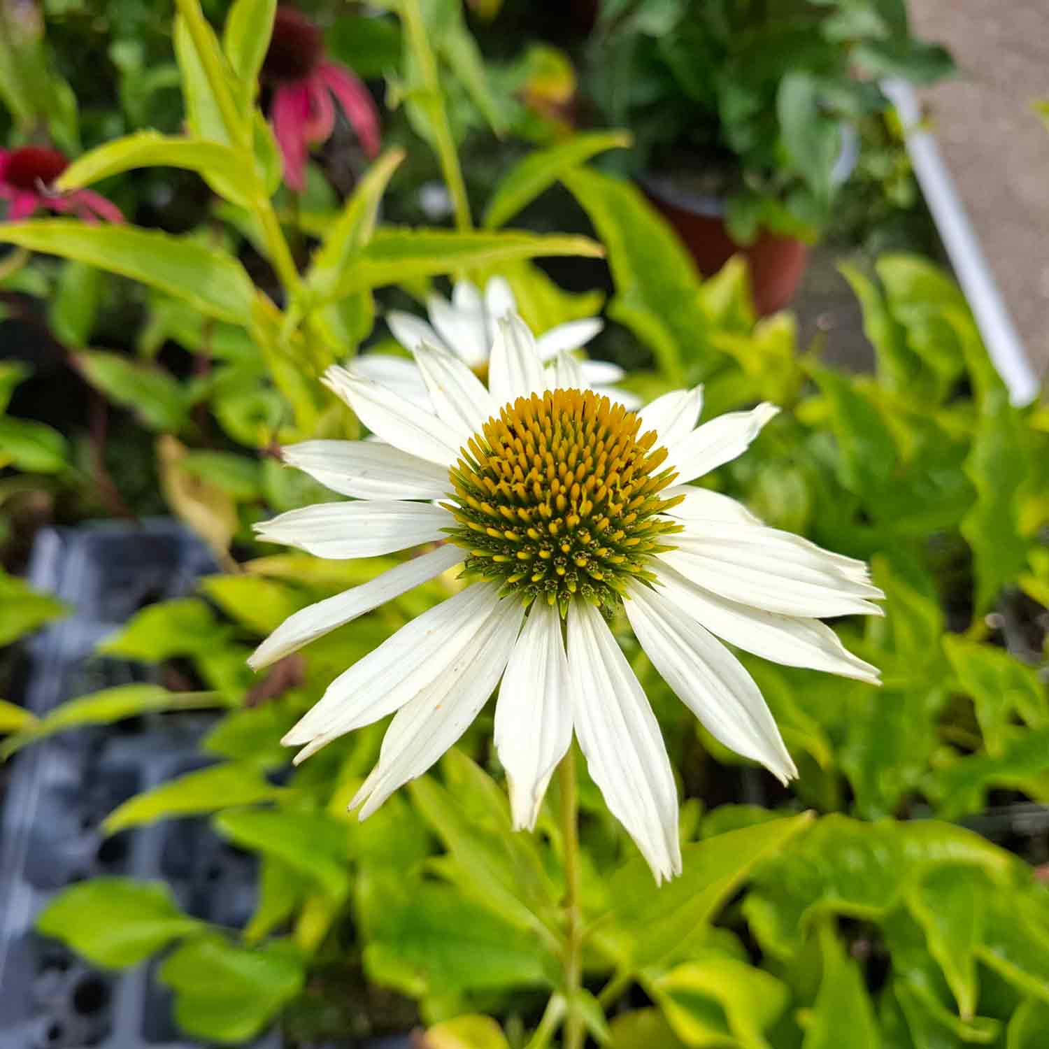 Echinacea p. 'Alba' P9