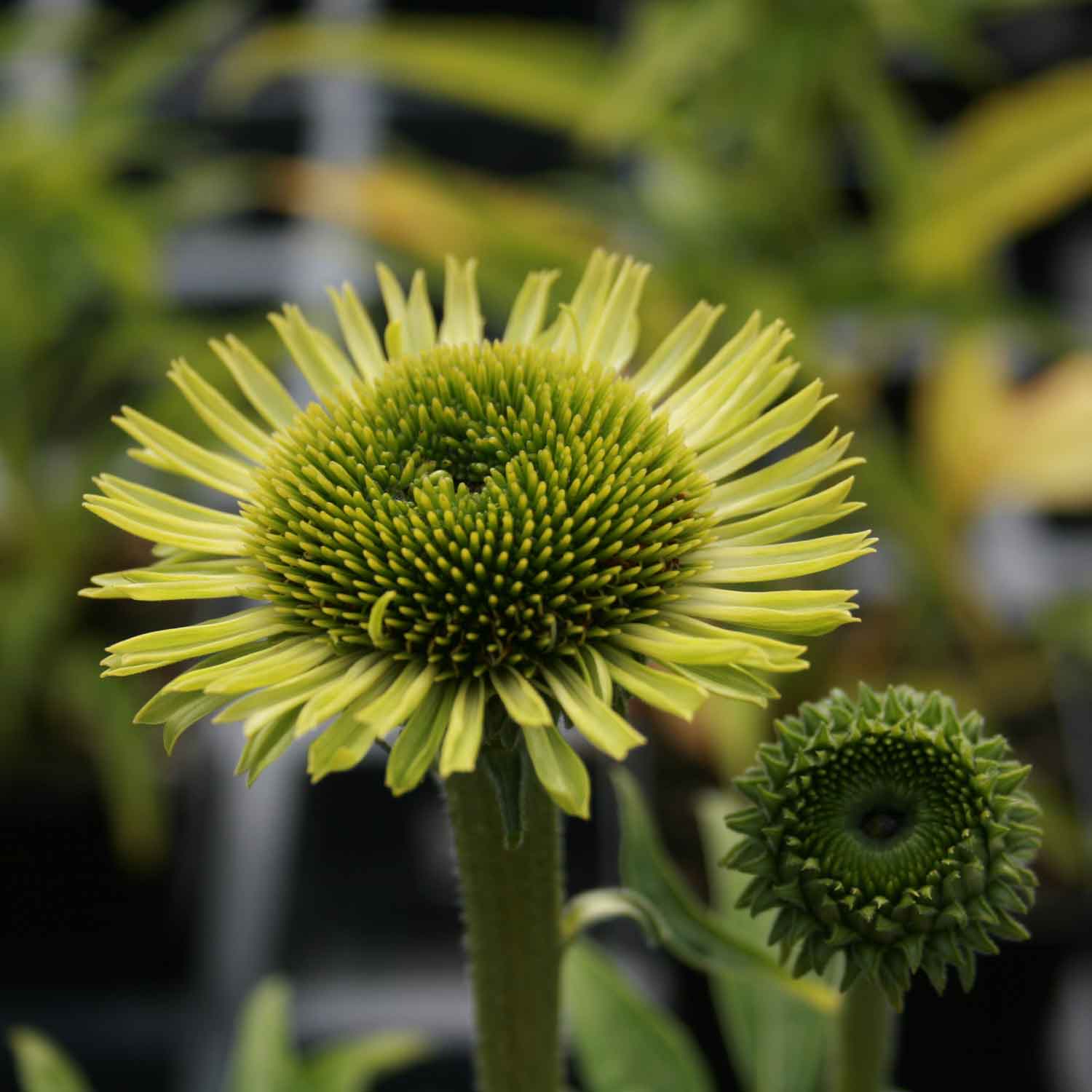 Echinacea p. 'Green Jewel' P9