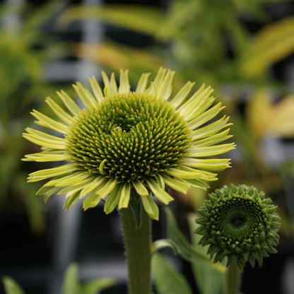 Echinacea p. 'Green Jewel' P9
