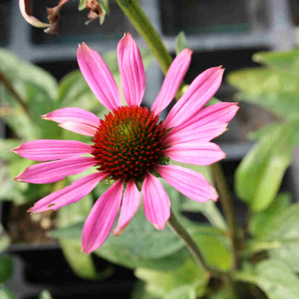 Echinacea p. 'Magnus' P9