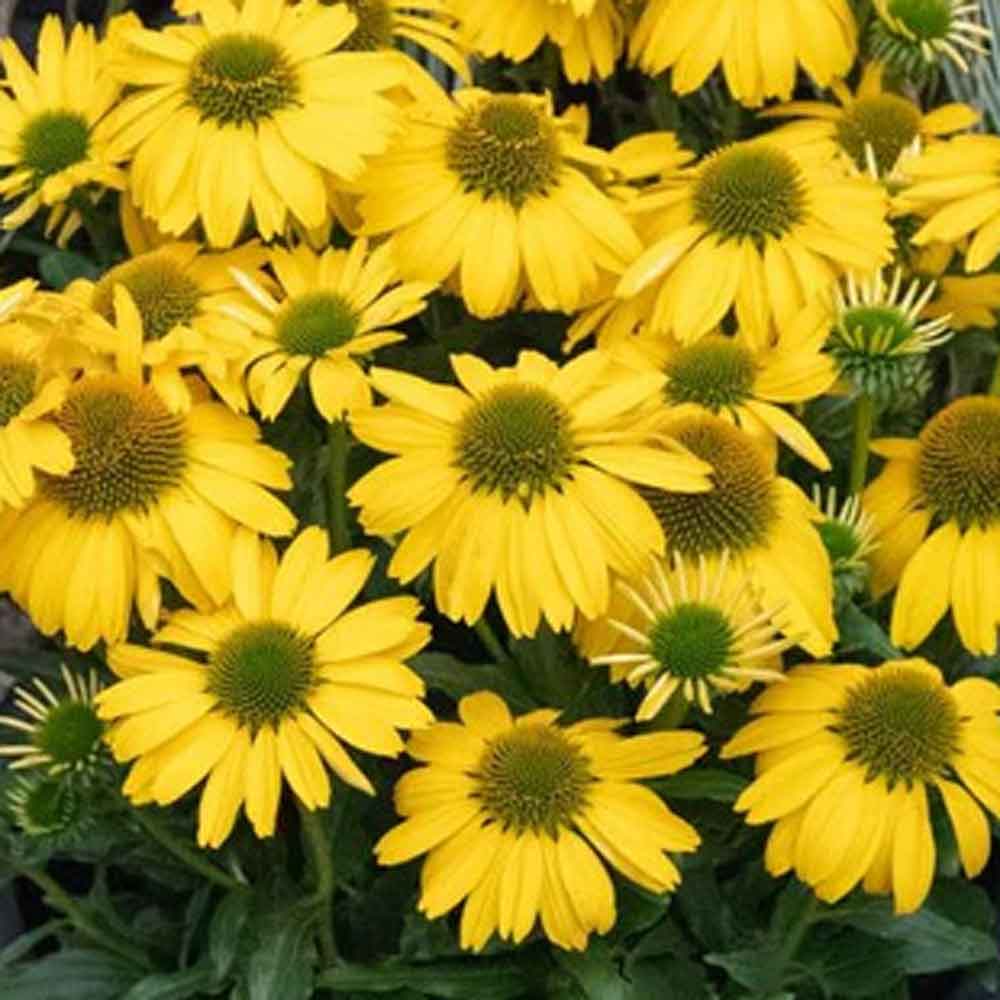 Echinacea Sunseekers Citrus P9