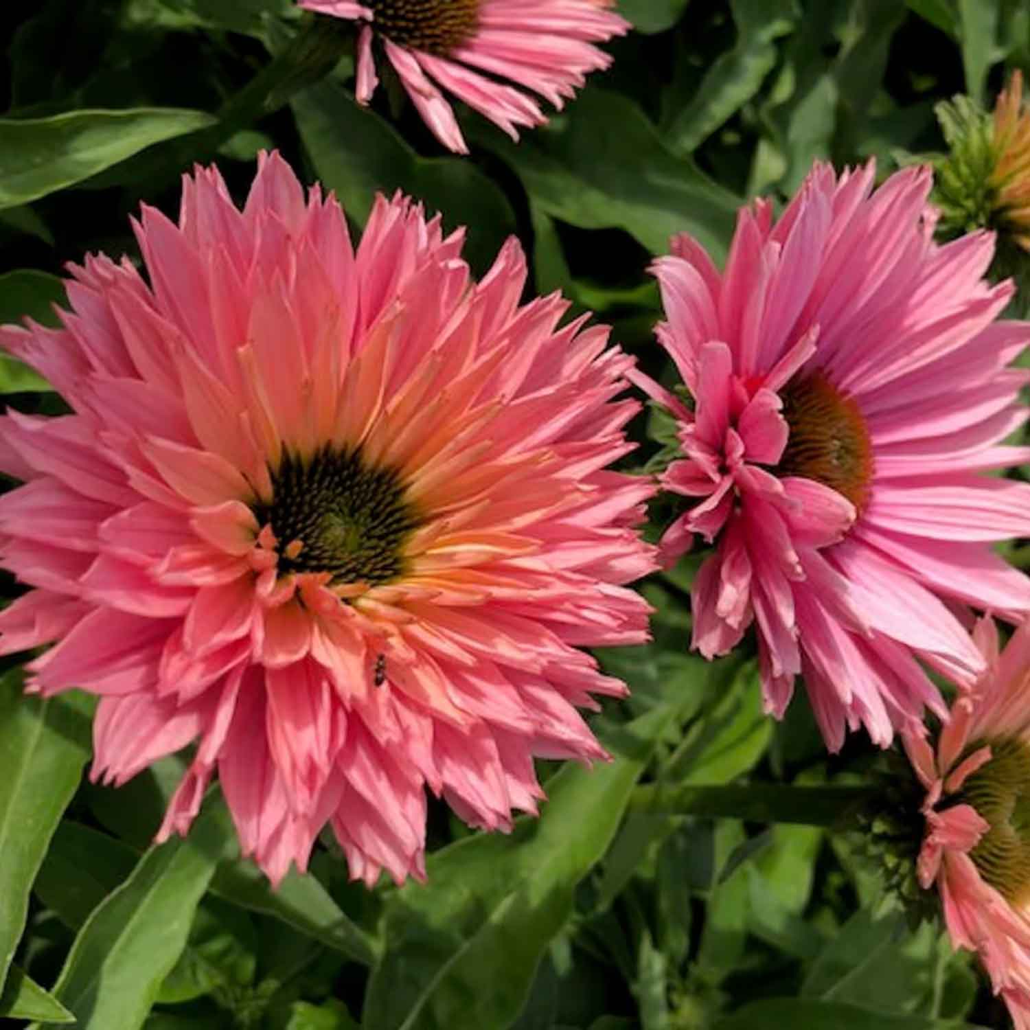 Echinacea Sunseekers Lax P9