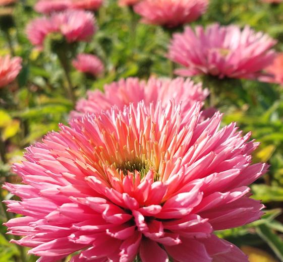 Echinacea Sunseekers Salmon 17cm