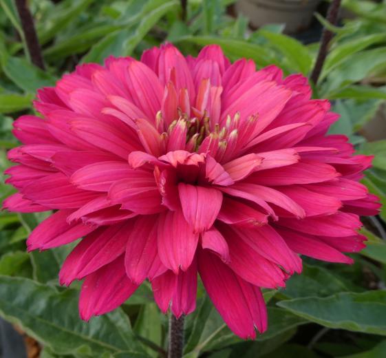 Echinacea hybrid 'Sunseekers Magenta'(R) 1L