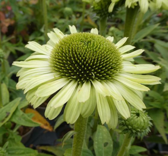 Echinacea pur. 'Green Jewel'(R) 1L