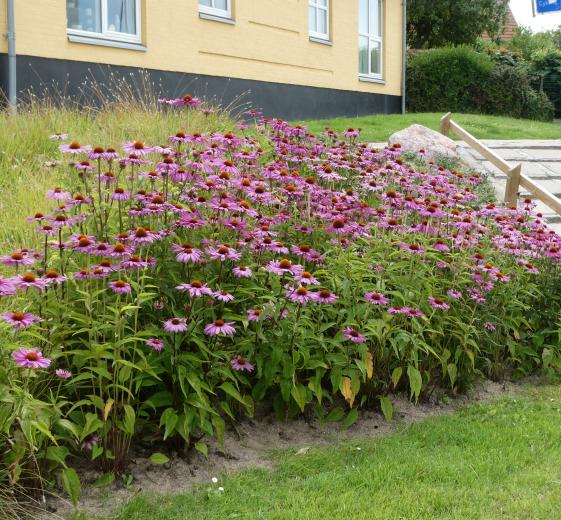 Echinacea pur. 'Magnus' 1L