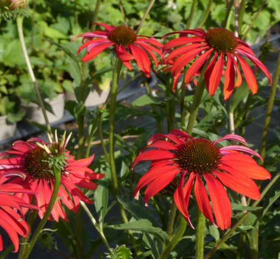 Echinacea pur. 'Tomato Soup'(r) 1L