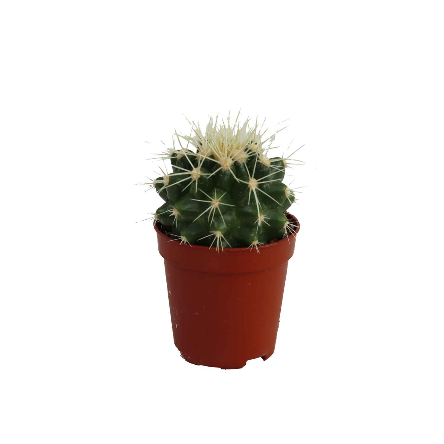 Echinocactus grusonii 5,5cm