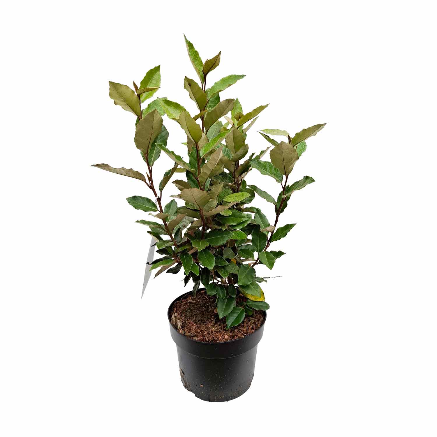 Elaeagnus ebb. 'Compacta' C3 30-40 CM