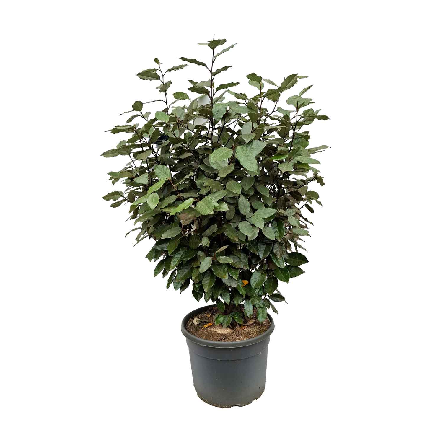 Elaeagnus ebbingei 'Compacta' C12 50- 60