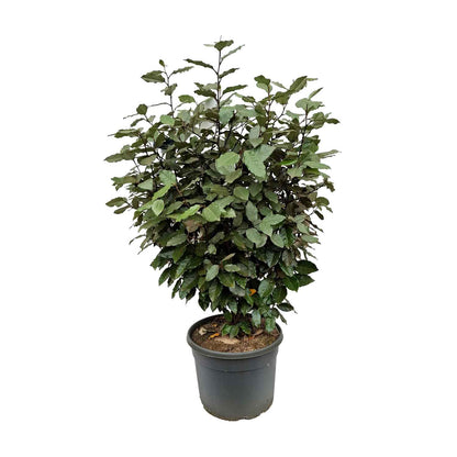 Elaeagnus ebbingei 'Compacta' C12 50- 60