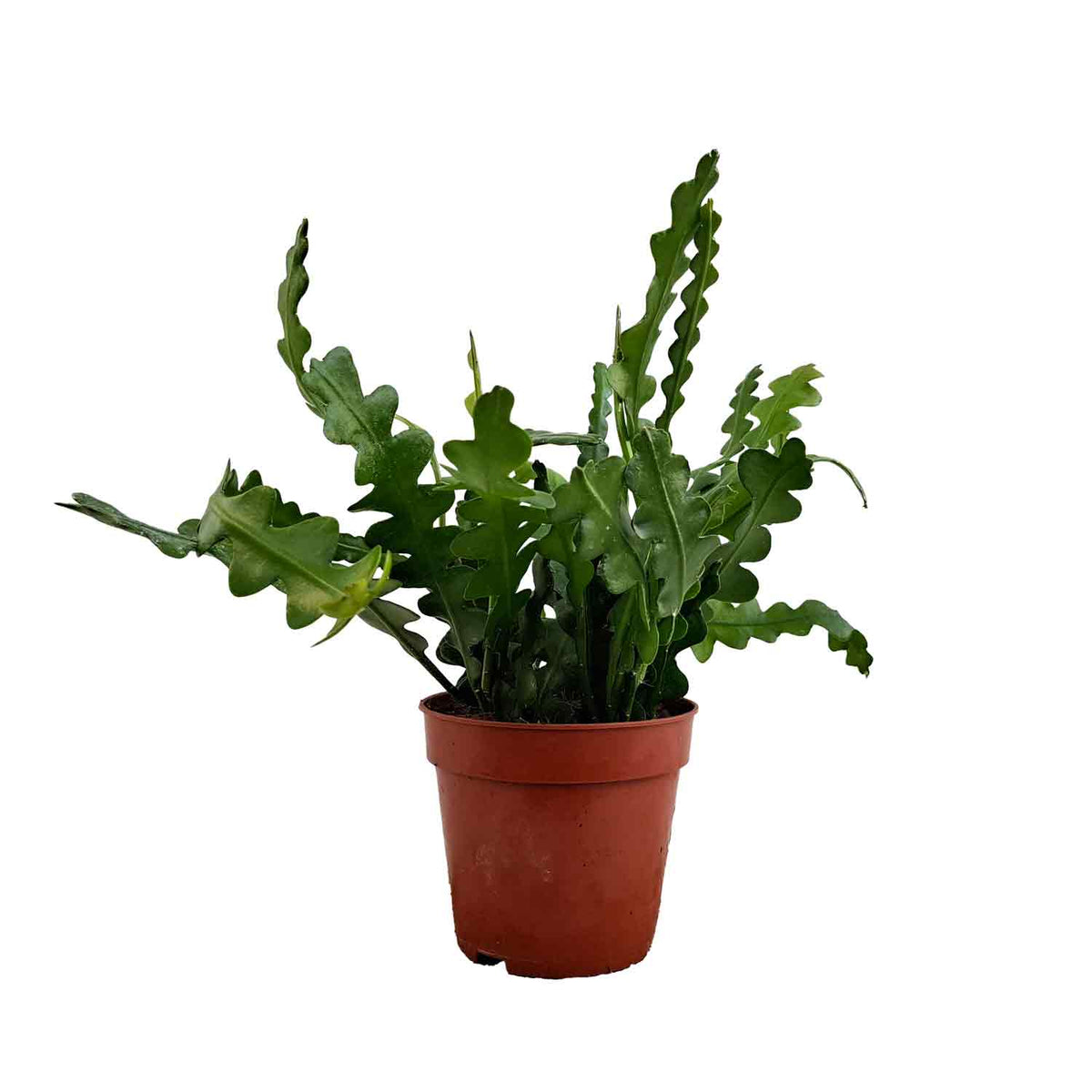 Epiphyllum anguliger 12cm