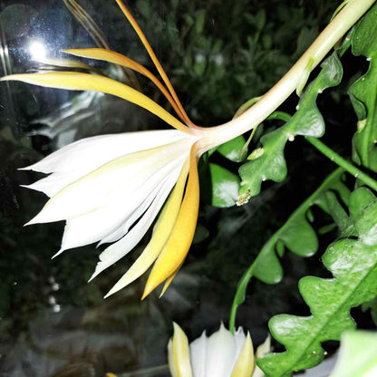 Epiphyllum anguliger 12cm
