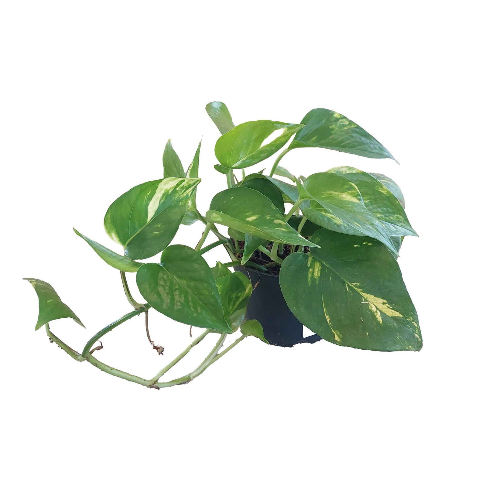 Epipremnum stick. 'Aureum' 12cm