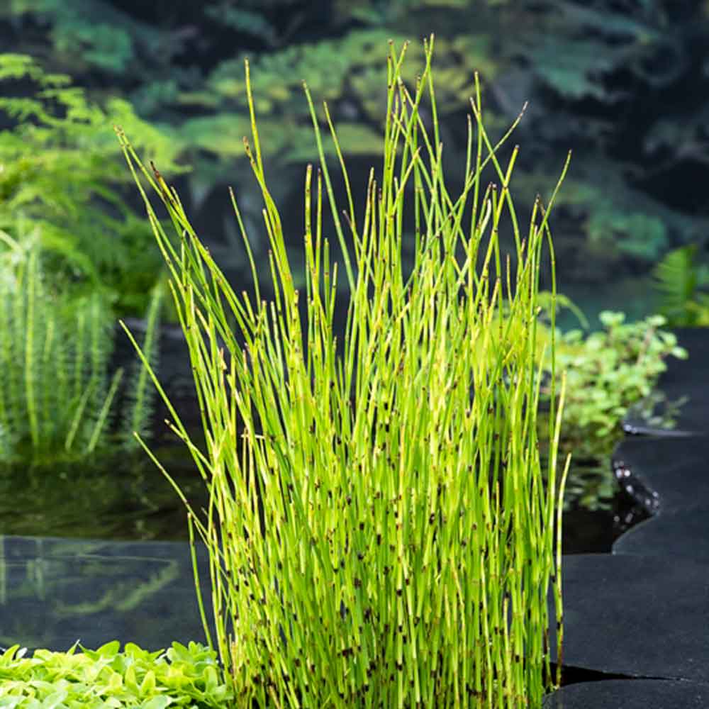 Equisetum fluviatile P9