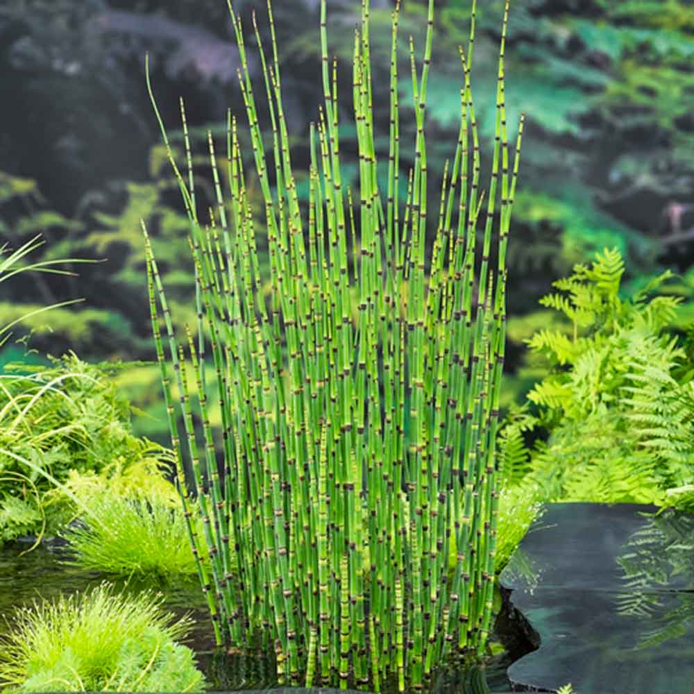 Equisetum japonica (18x18cm)