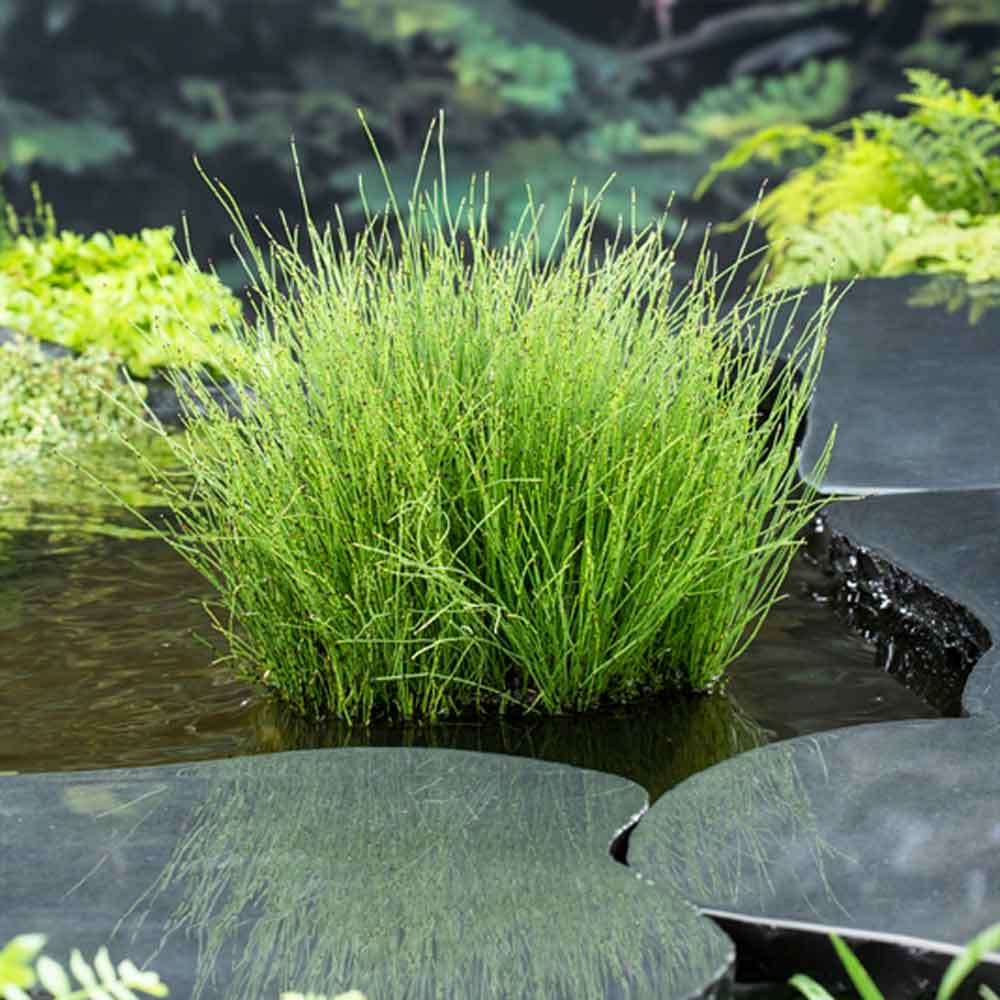 Equisetum scirpoides P9
