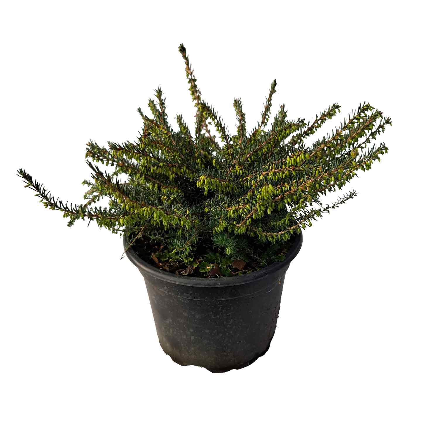 Erica darlyensis 'White Perfection' 2L