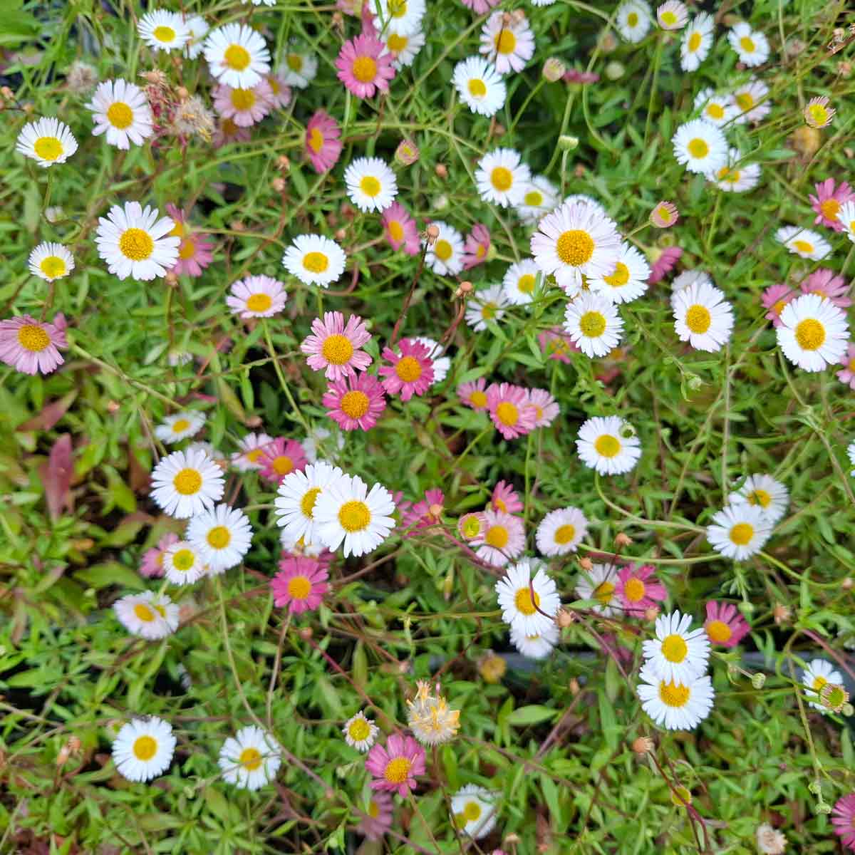 Erigeron karvinskianus P9
