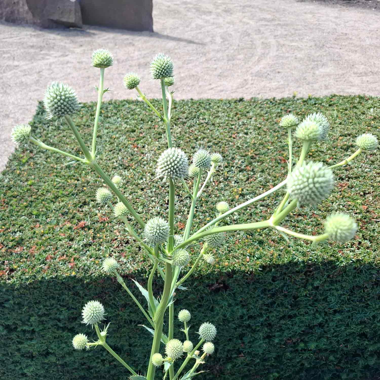 Eryngium yuccifolium P9