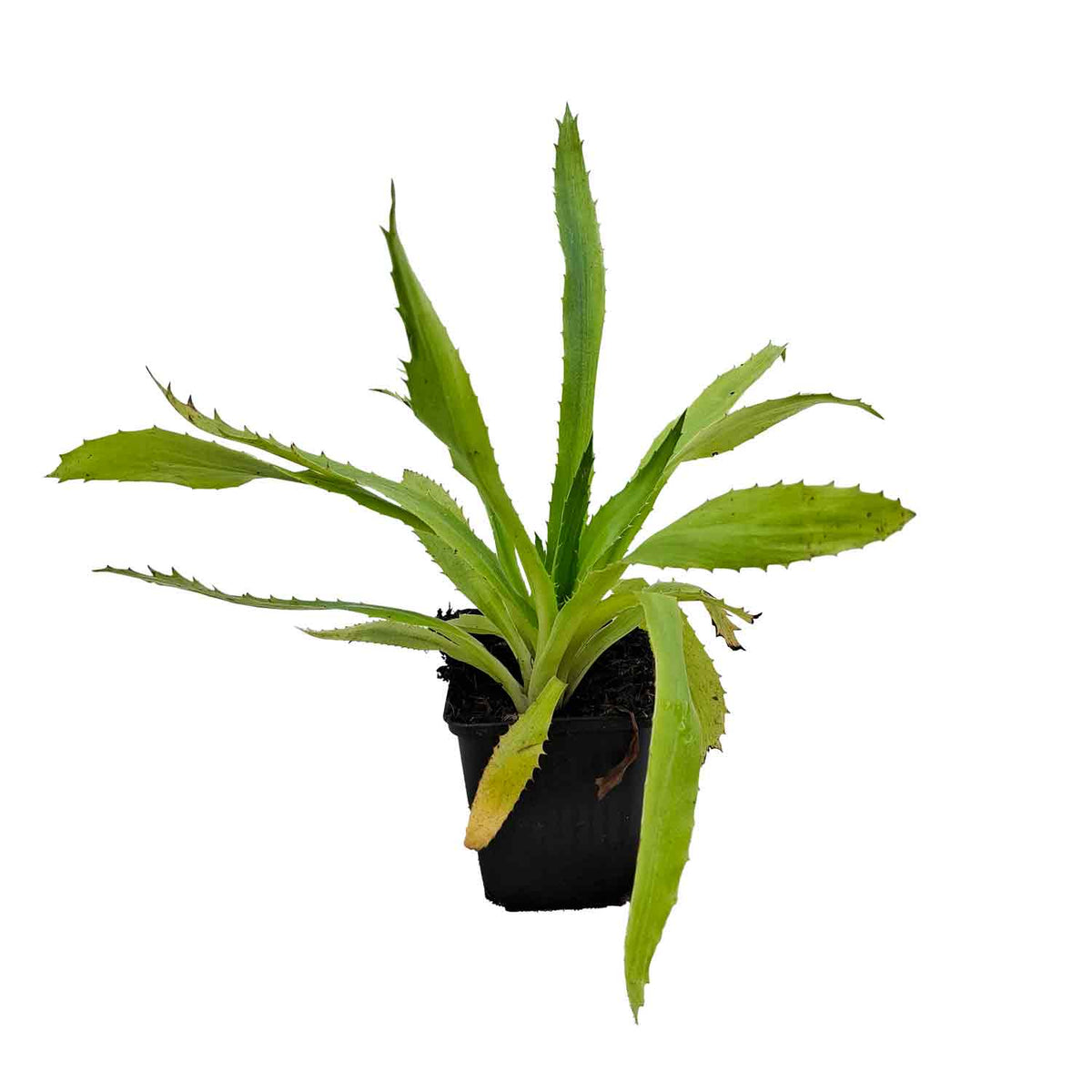 Eryngium agavifolium P9