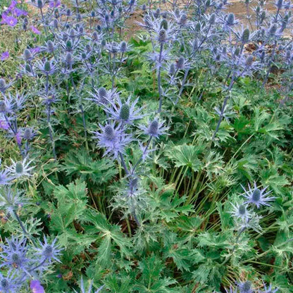 Eryngium 'Big Blue' 2L