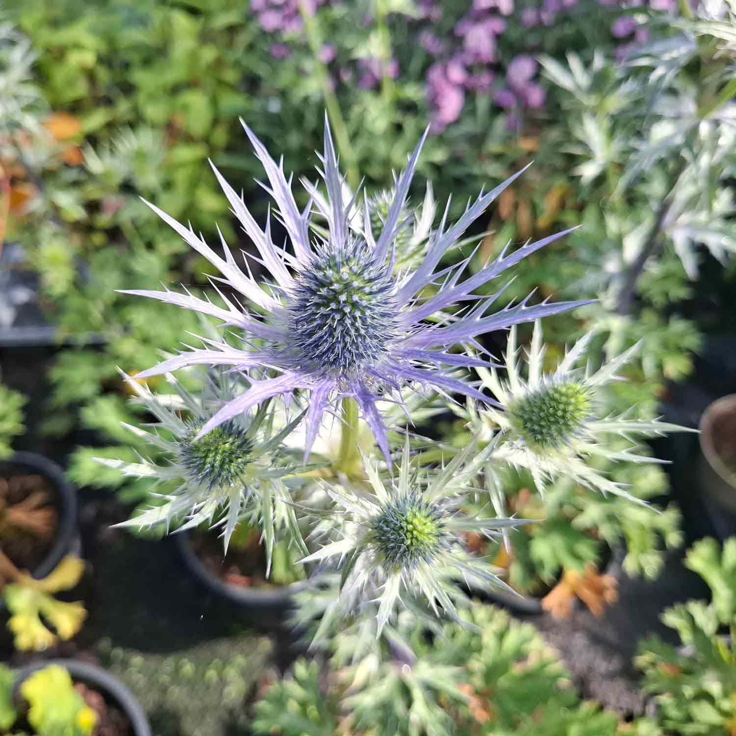 Eryngium 'Big Blue' 2L