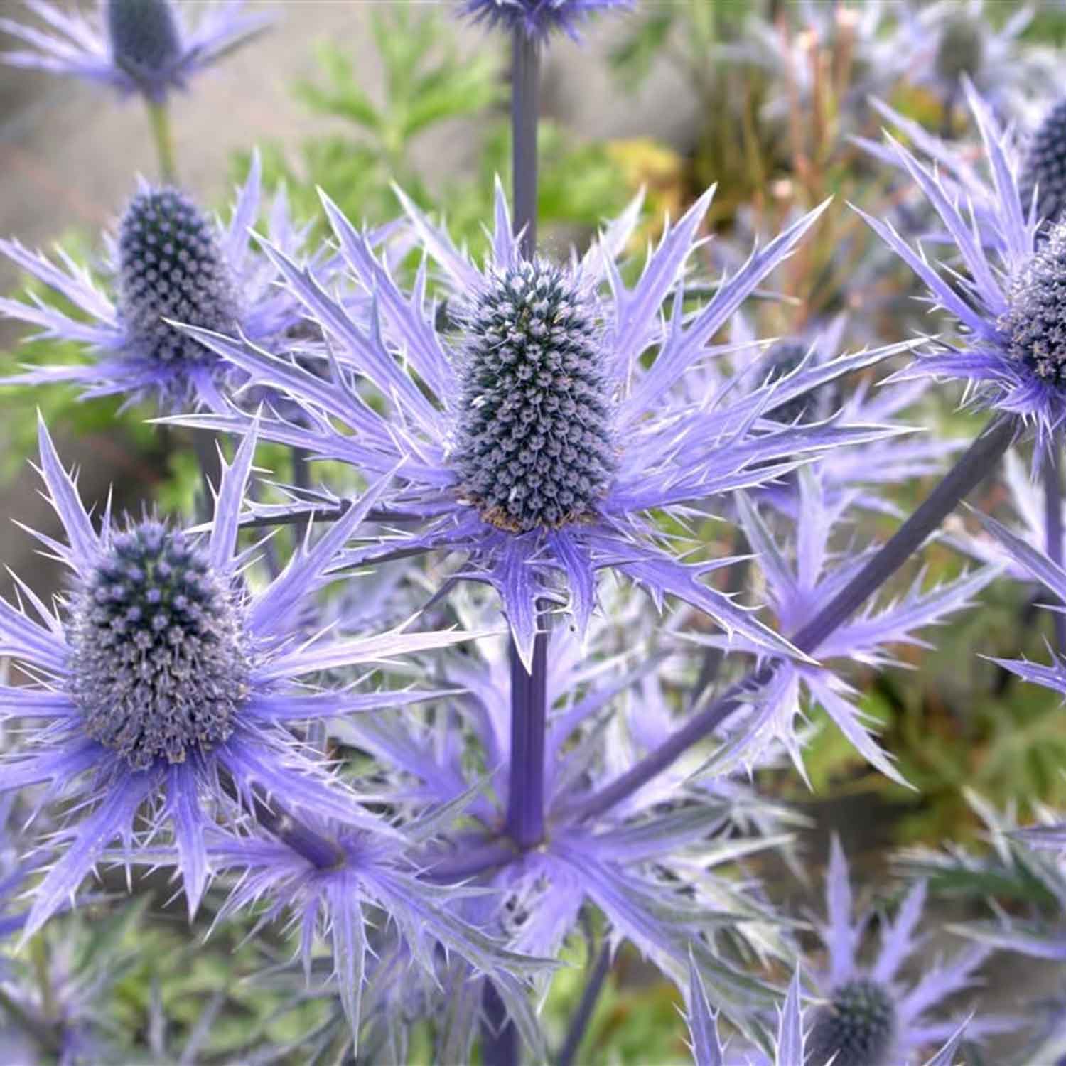 Eryngium 'Big Blue' 2L