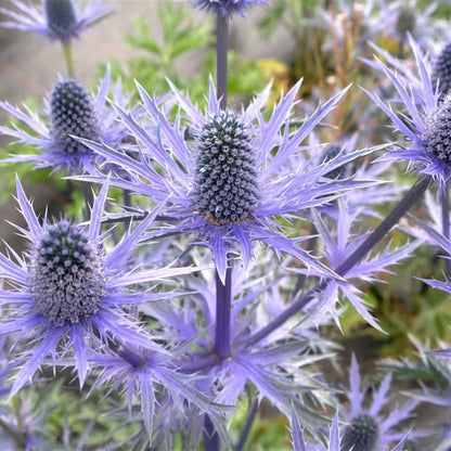 Eryngium 'Big Blue' 2L
