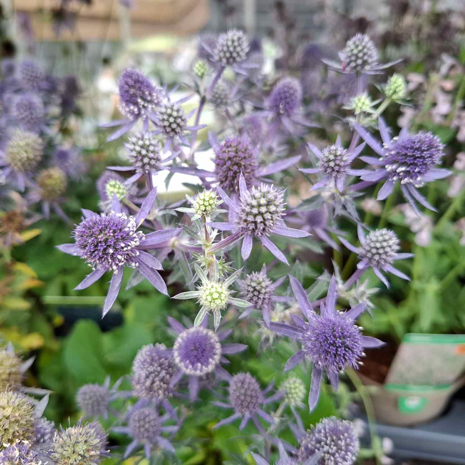 Eryngium planum 'Blue Hobbit' 1L