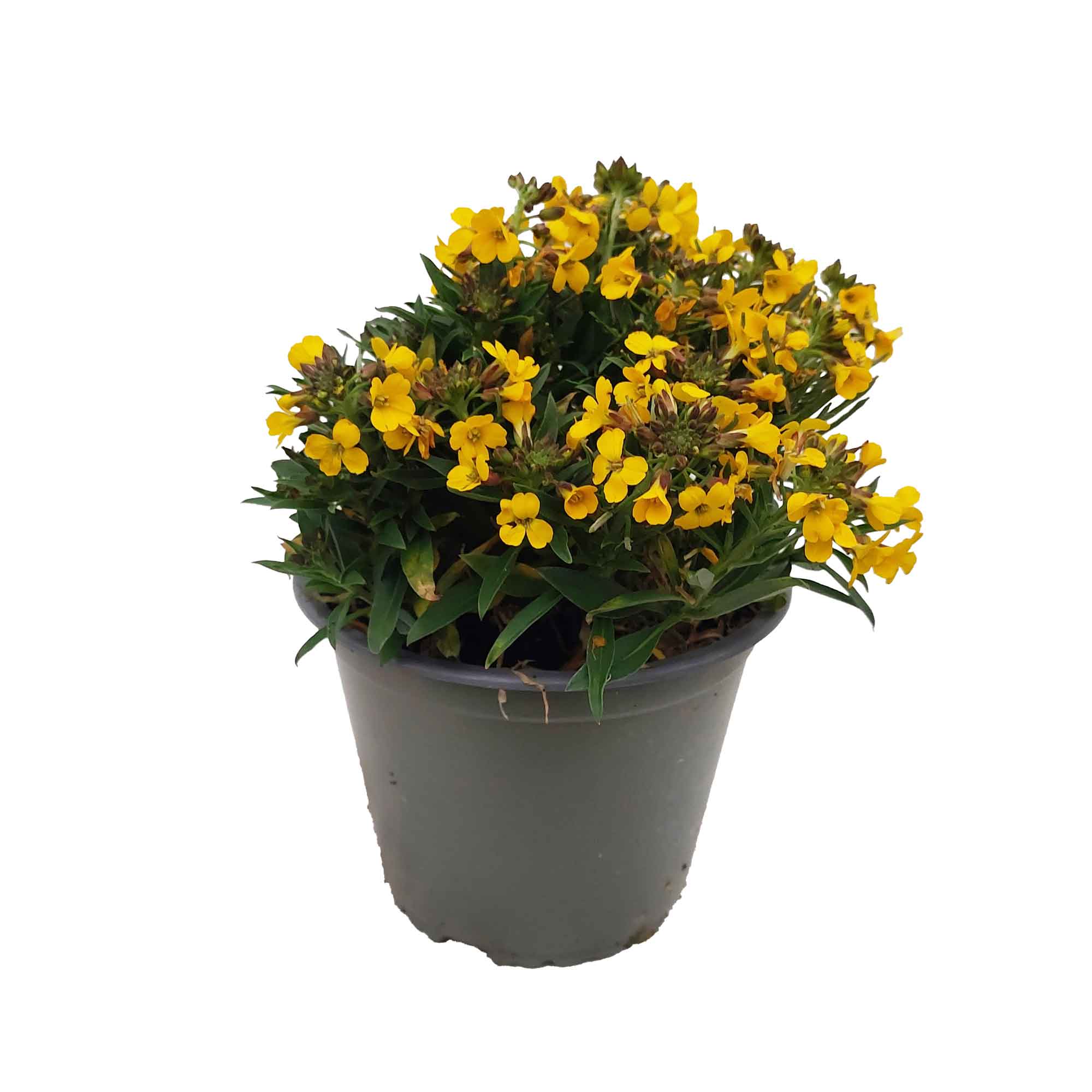 ERYSIMUM BUSH D14