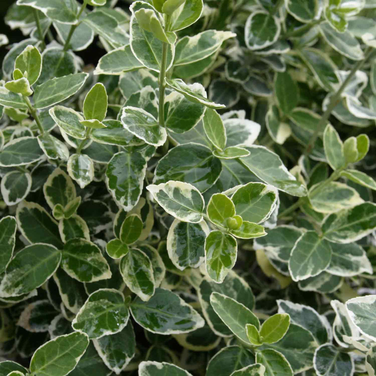 Euonymus fort. 'Emerald Gaiety' 10/15 C2