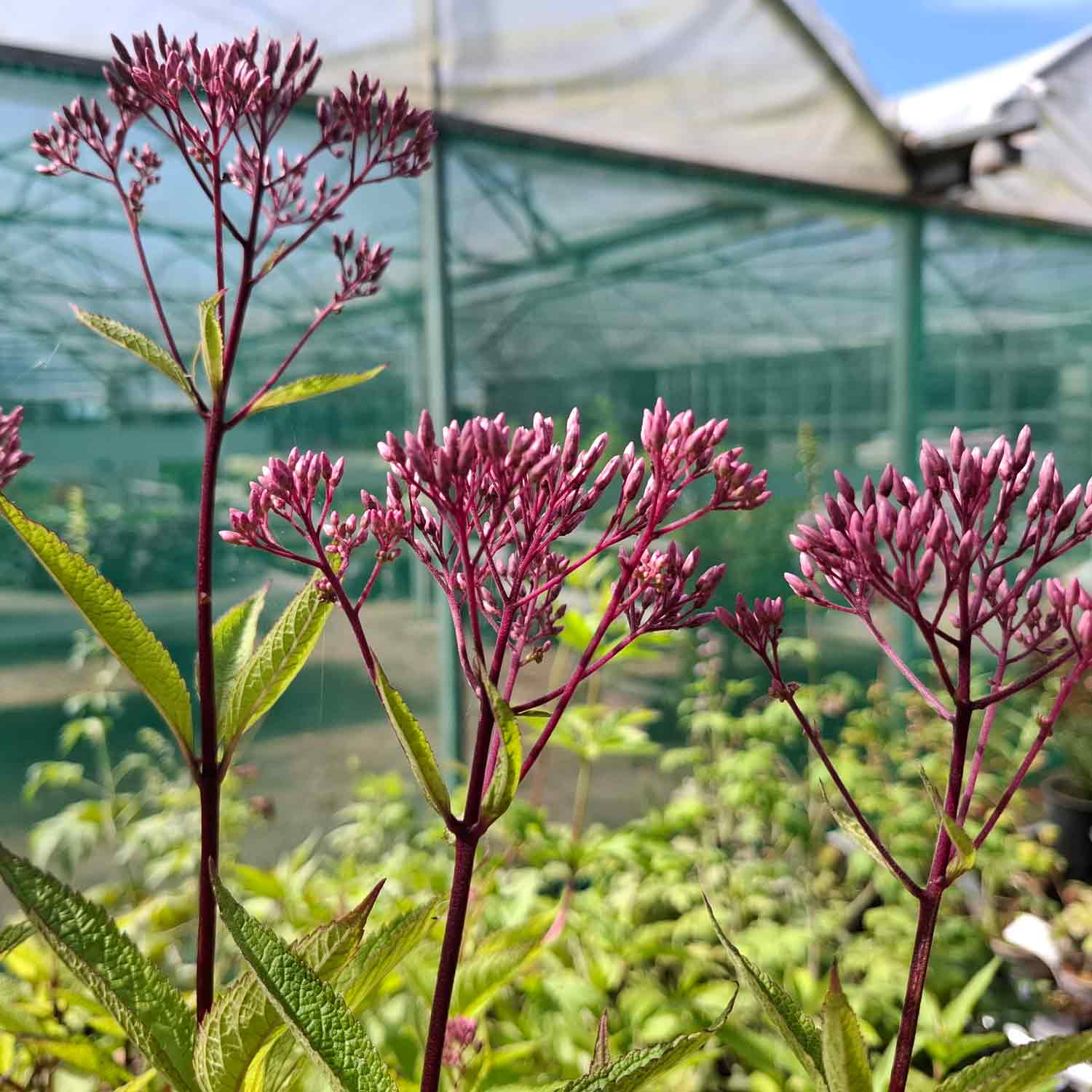 Eupatorium 'Baby Joe' P9