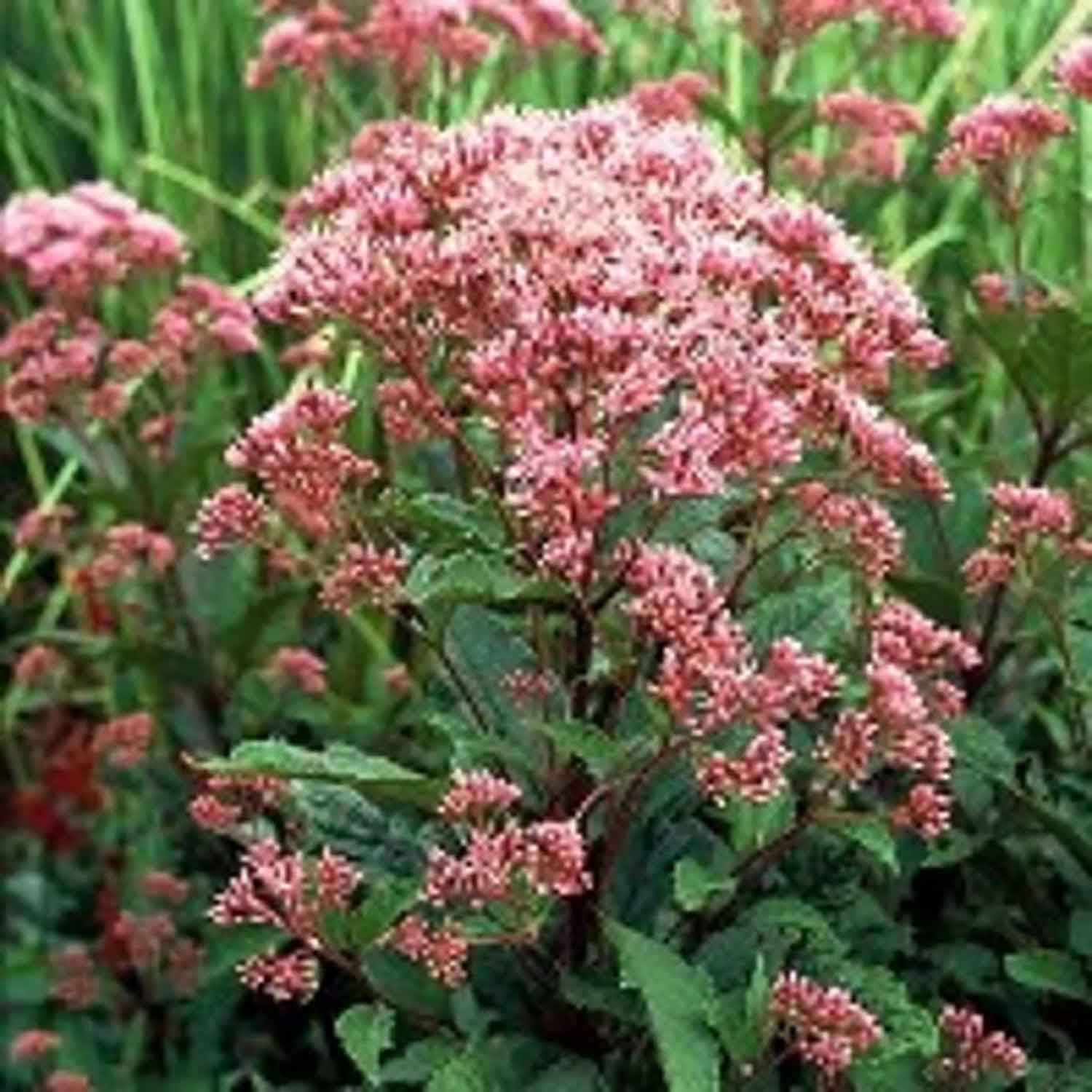 Eupatorium mac. 'Atropurpureum' P9