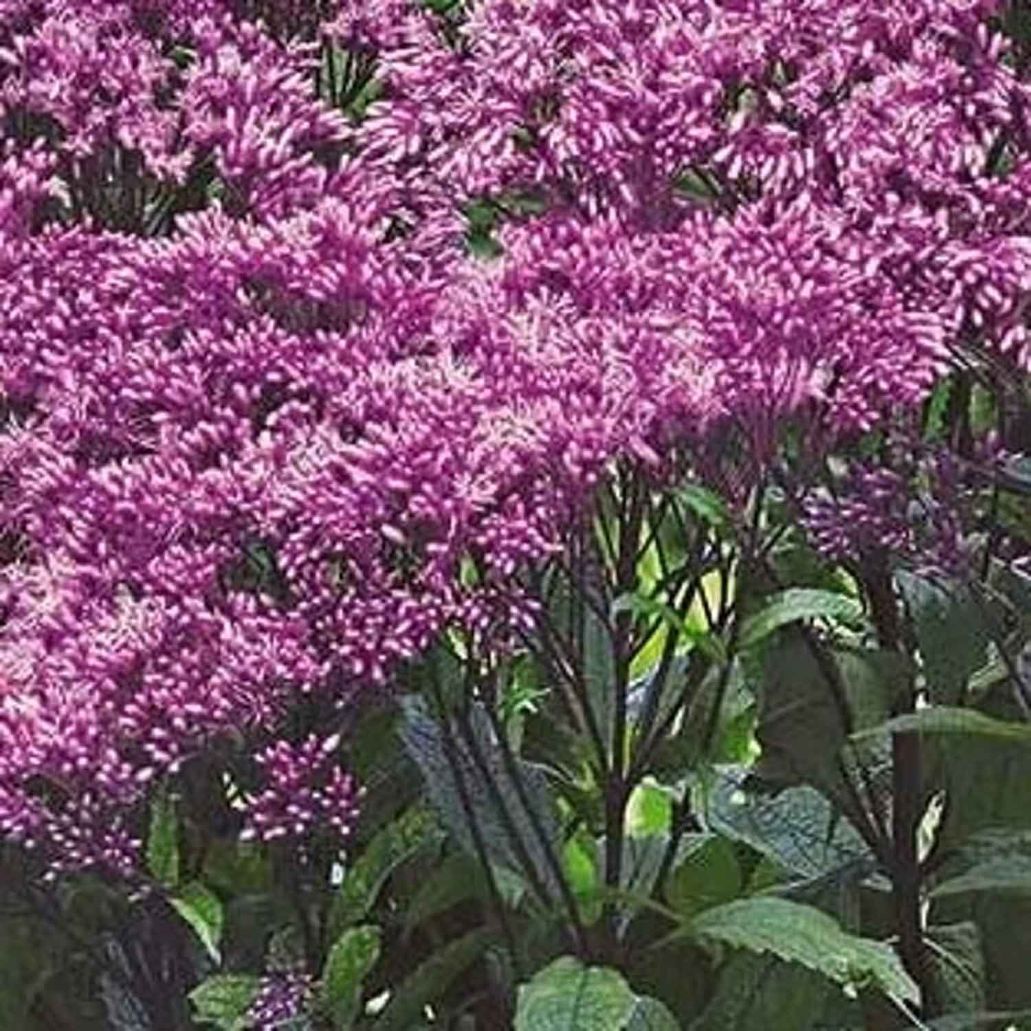 Eupatorium 'Baby Joe' P9