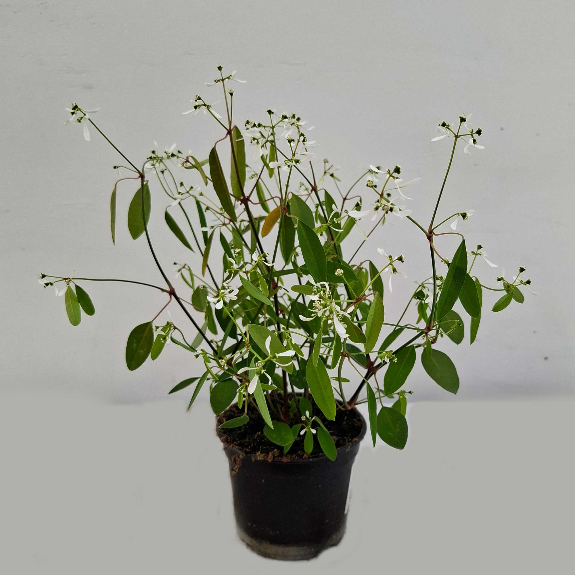 Euphorbia 'Diamond Frost' 11cm kruka
