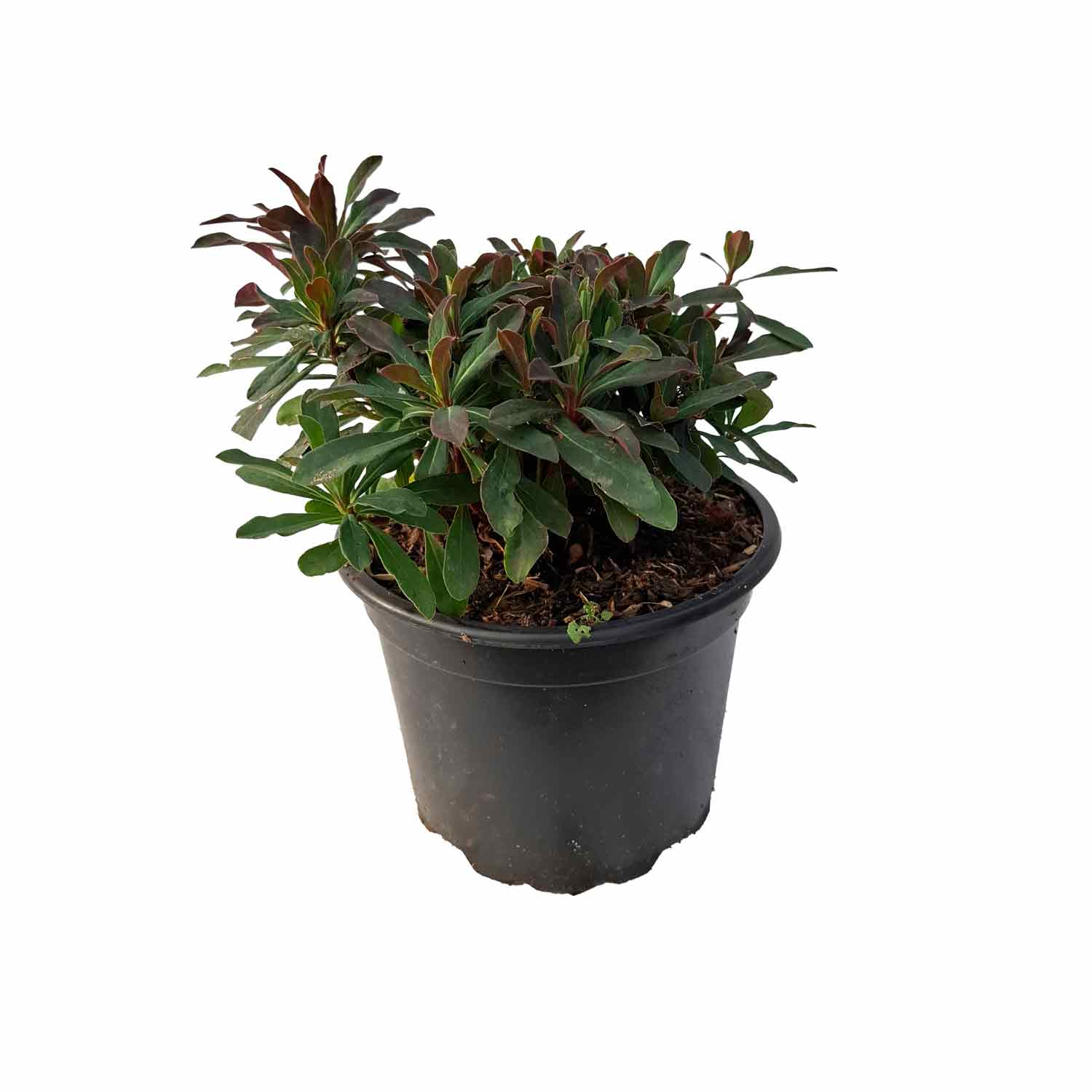 Euphorbia amygdal. 'Purpurea' 2L