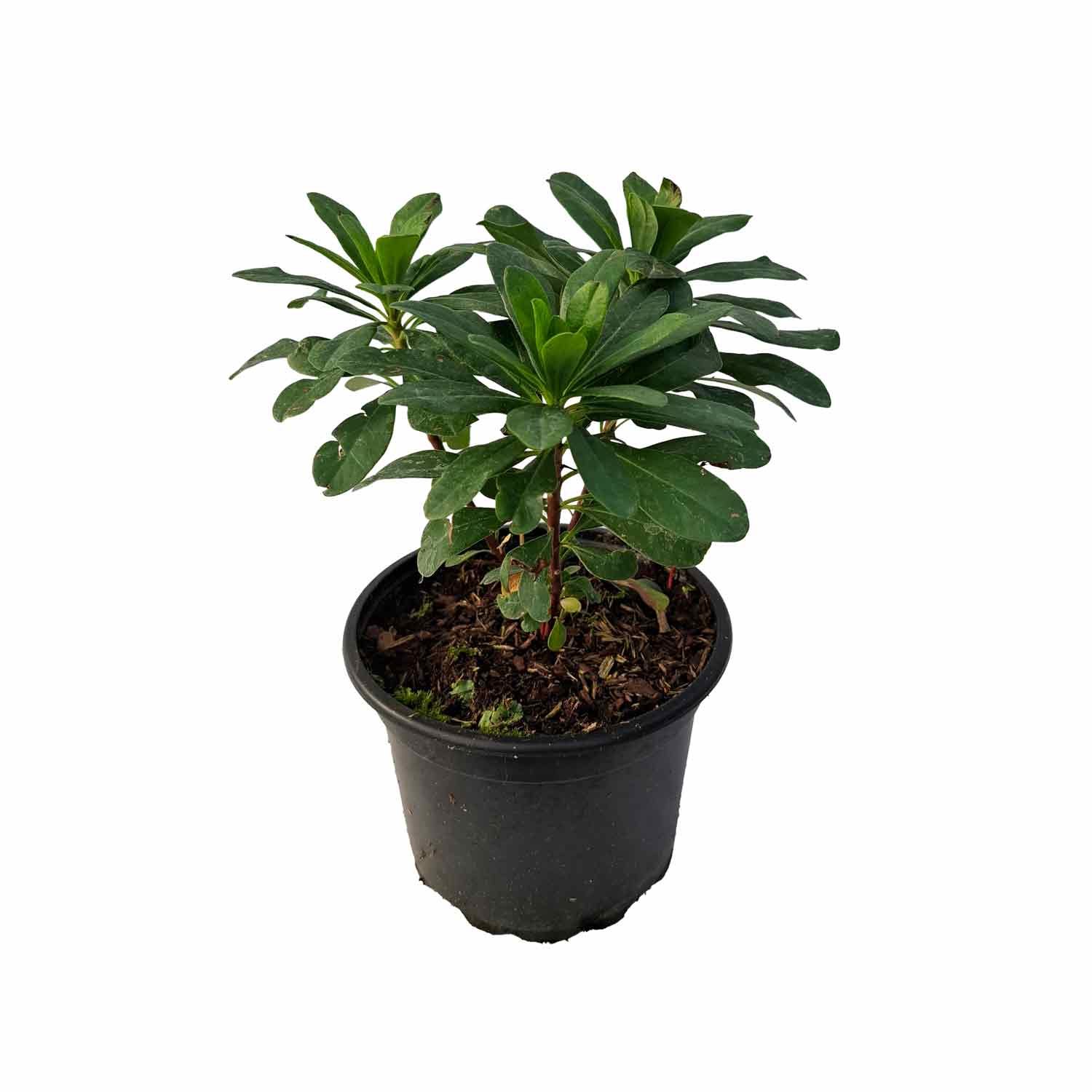 Euphorbia amygdal. robbiae 2L