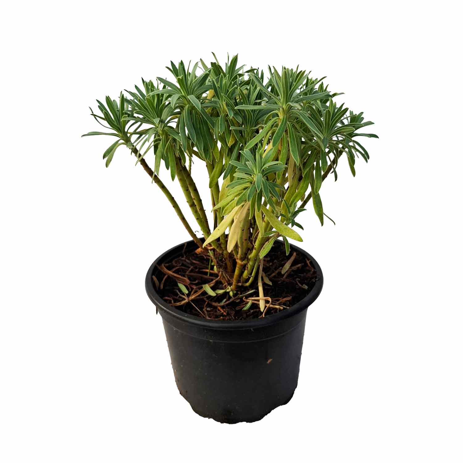 Euphorbia characias wulfenii 2L