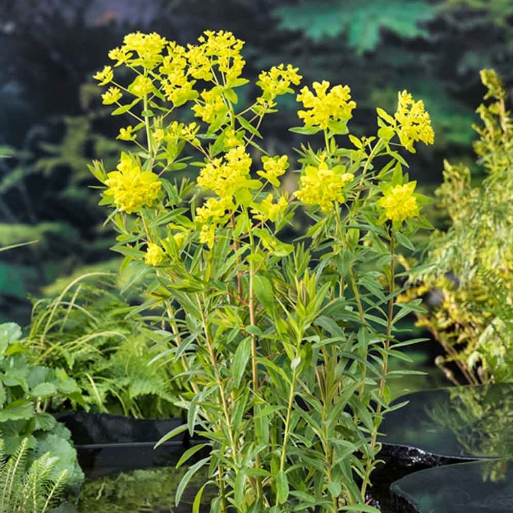 Euphorbia palustris P9
